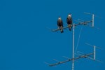 Antena