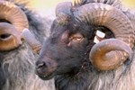 Baran