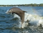 Delfin