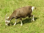 Kozioł
