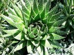 Aloes