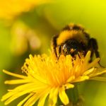Propolis - kit pszczeli
